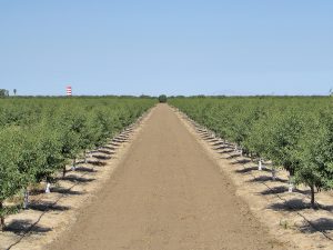 Independence planting -Wasco, CA