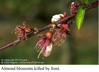 Almond blossom killed by frost