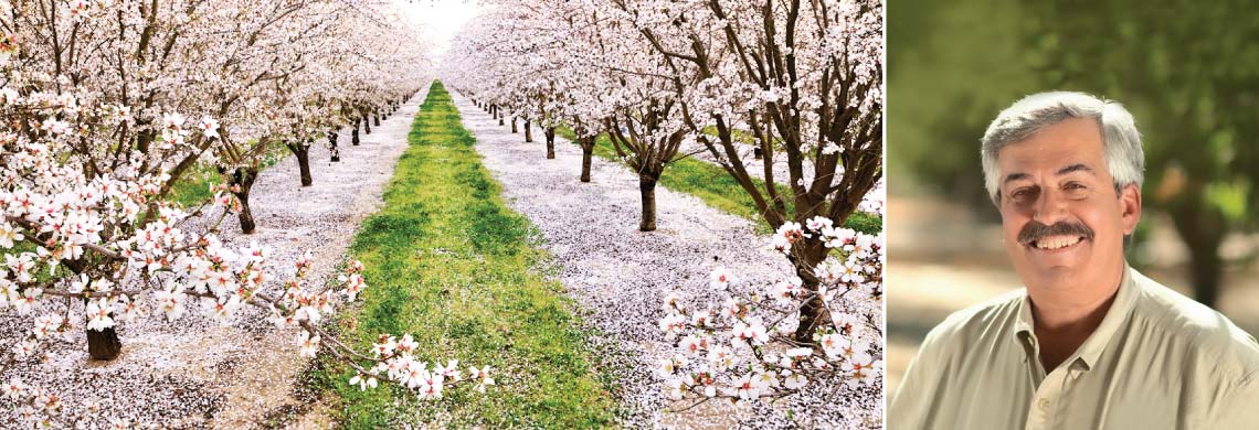 Blooming Orchard