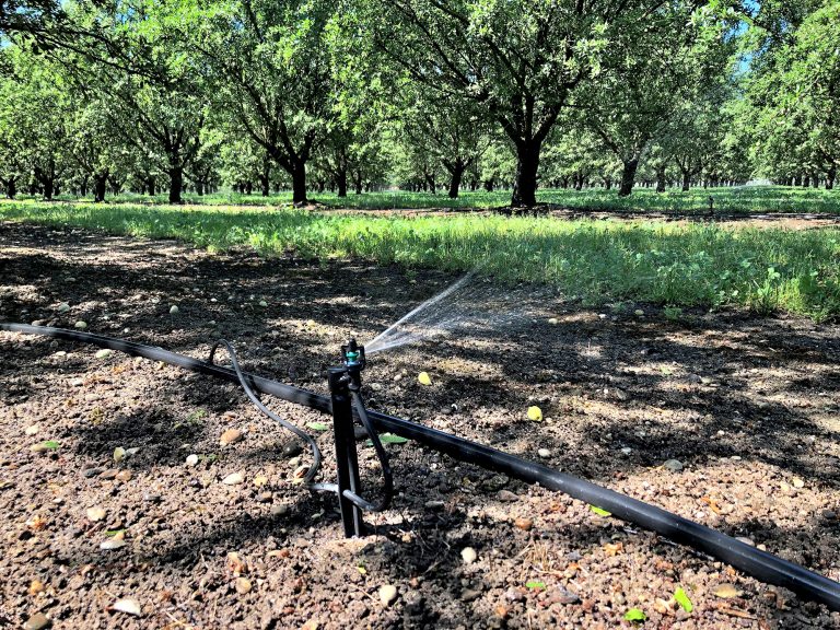 Micro Sprinkler Irrigation Near Modesto Blue Diamond Growers