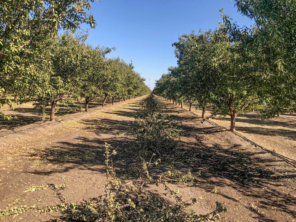 Prunings in San Joaquin County Blue Diamond Growers