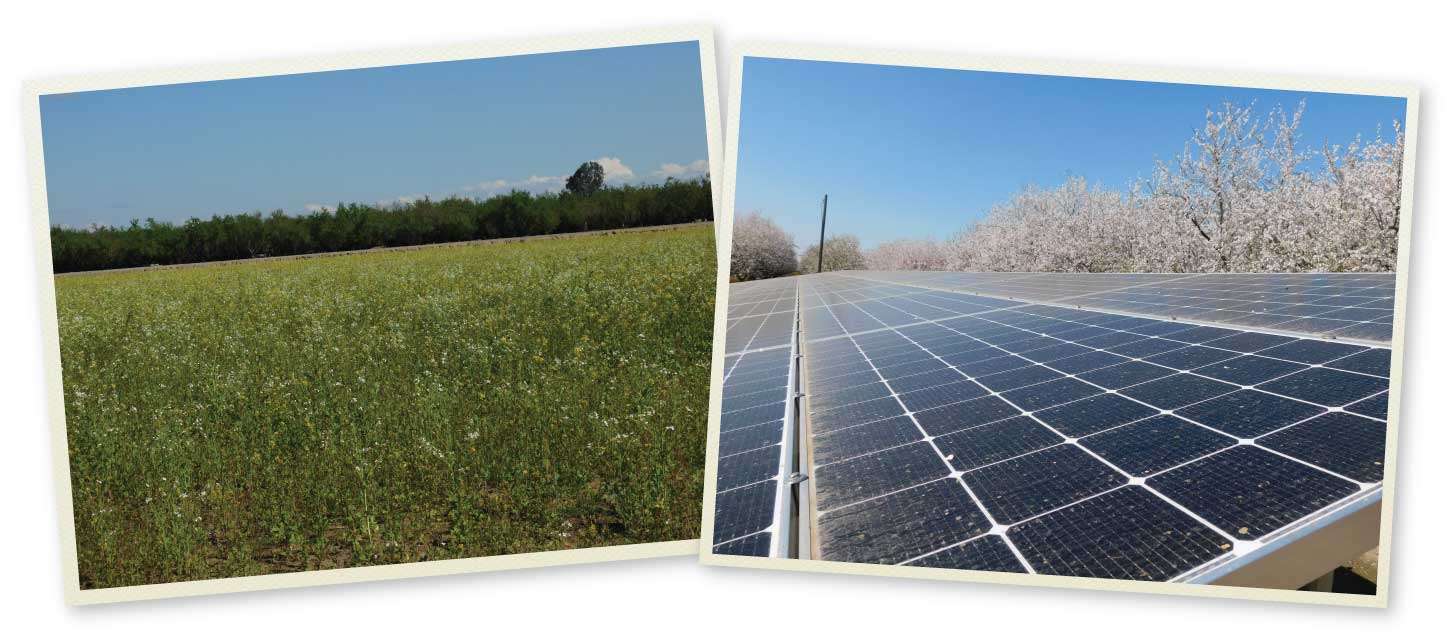 Snapshots of solar panels and blossoming fields