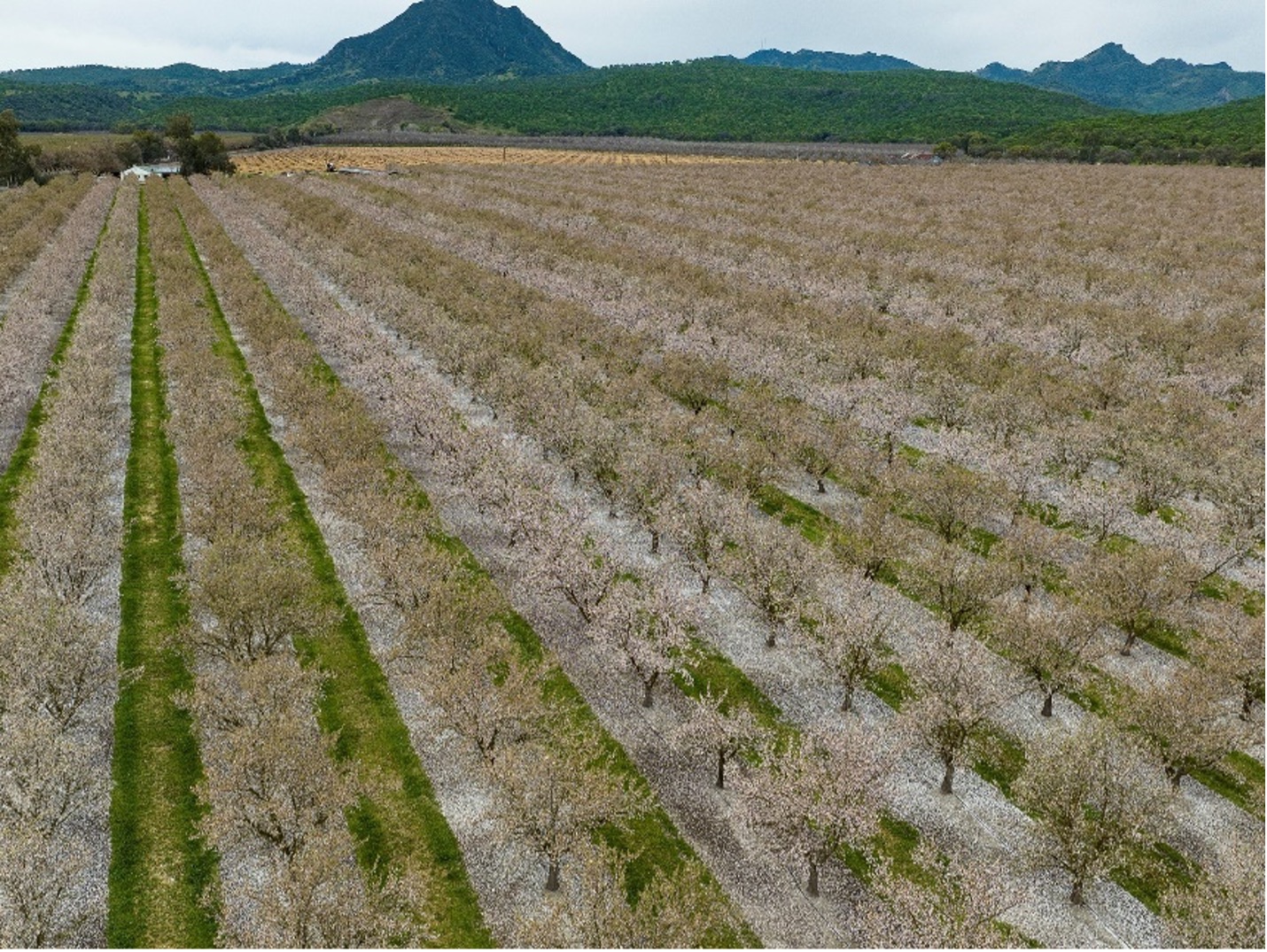 Almond orchard in spring