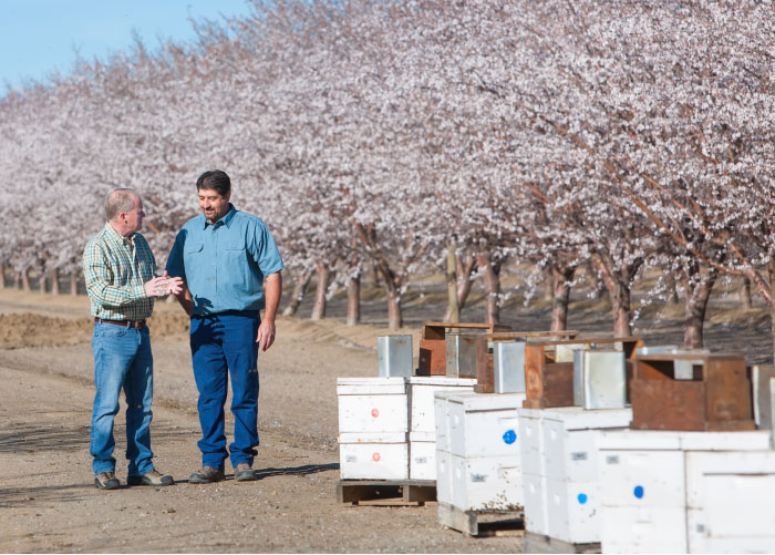 Two men talking next to bee boxes in an almond orchard.