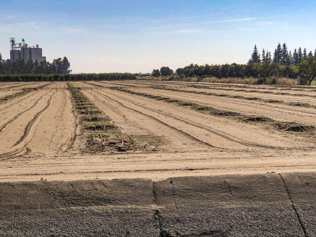 New Orchard Irrigation Prep In San Joaquin County 1024x768 