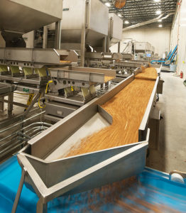 Almonds moving on a conveyor system in the Turlock plant