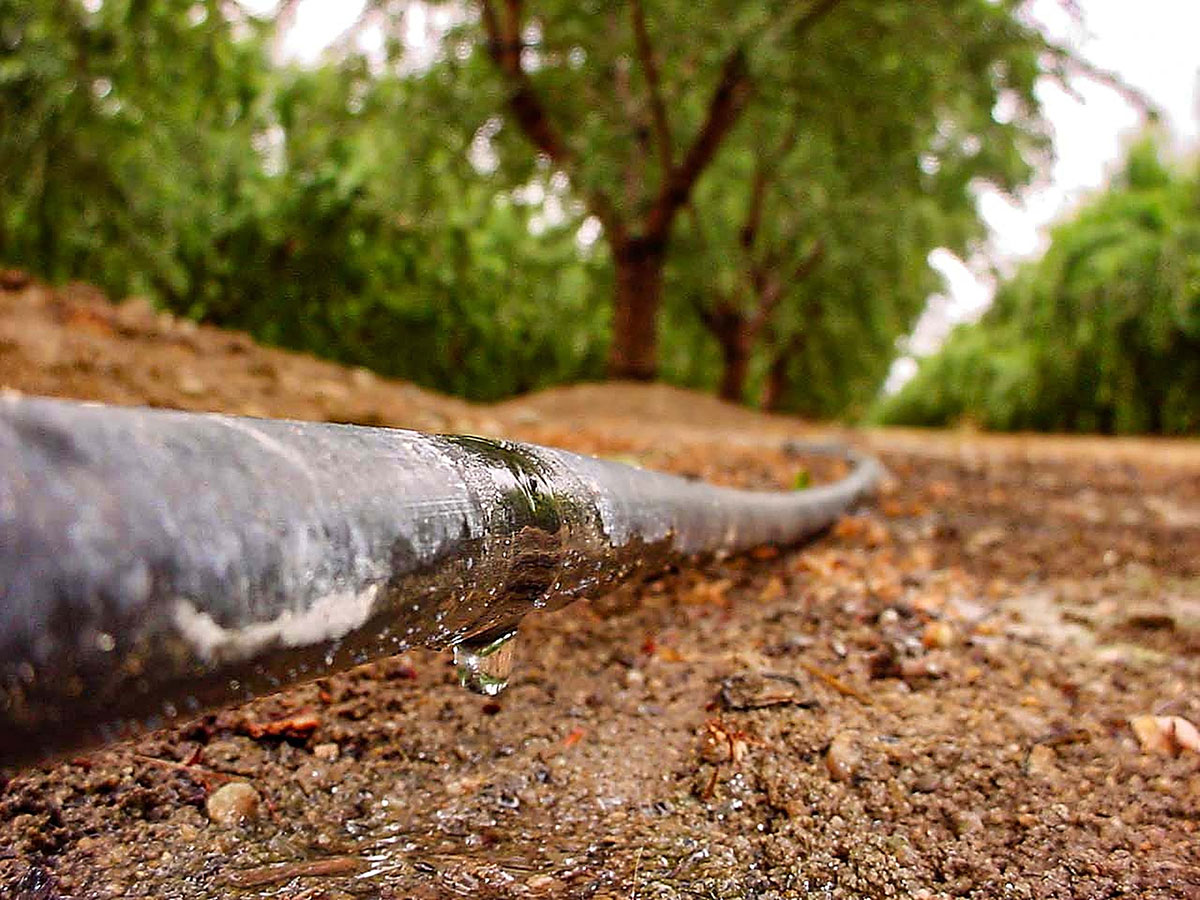 A close up shot of an irrigation line dripping water in an orchard