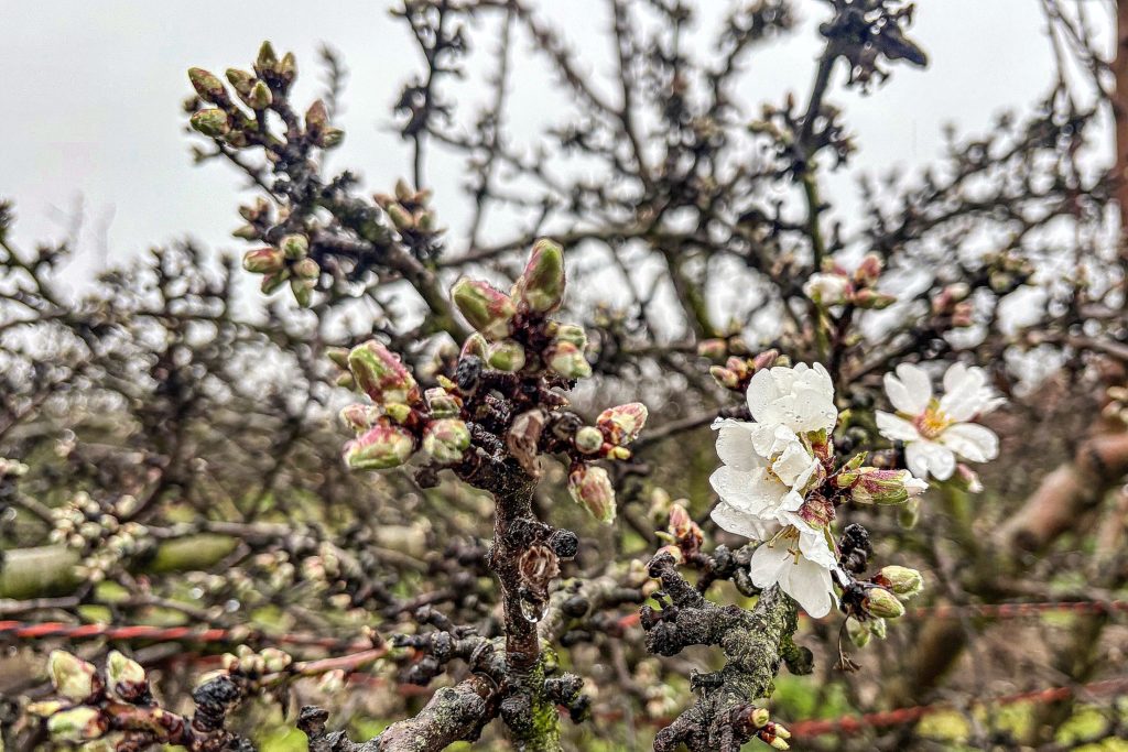 Early Bloom of Shasta in San Joaquin County