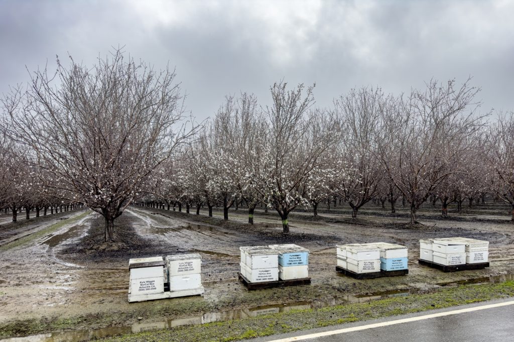 Hives Under Storm in Colusa County