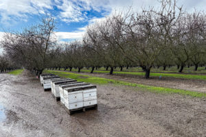 Hives Waiting for Bloom in San Joaquin County