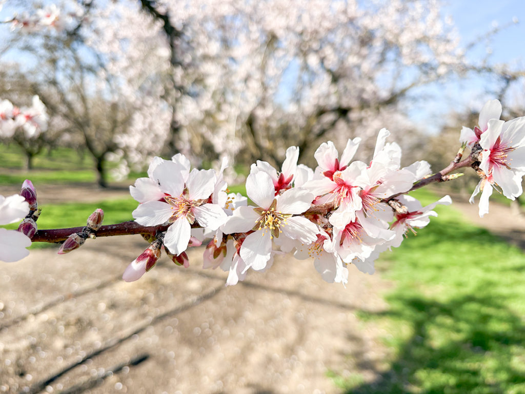 Fritz in Peak Bloom in San Joaquin County