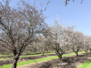 Independence in Varying Stages of Bloom in San Joaquin County