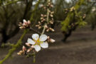 Aldrich Bloom, Popcorn, & Pink Tip in Merced County