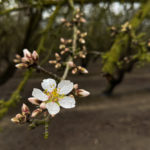 Aldrich Bloom, Popcorn, & Pink Tip in Merced County