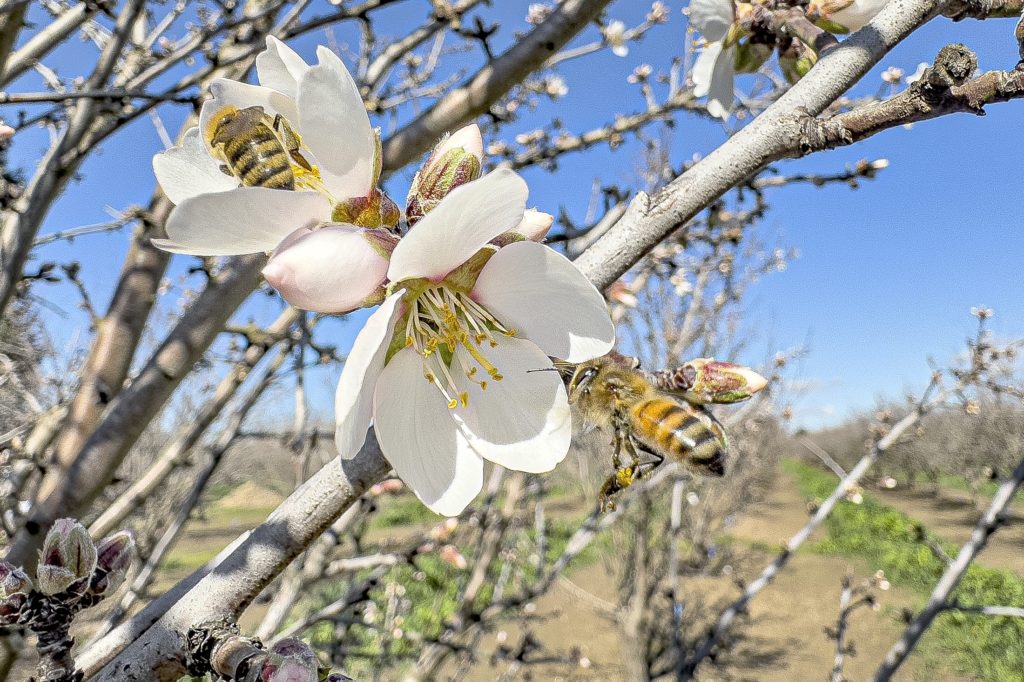 Bees Working Early Bennett Bloom Oakdale Ranch