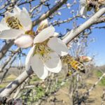 Bees Working Early Bennett Bloom Oakdale Ranch