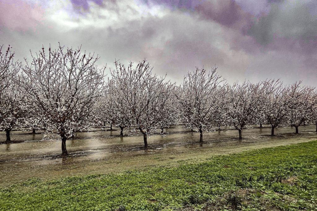 Saturated Orchards in Colusa County