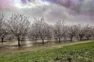 Saturated Orchards in Colusa County