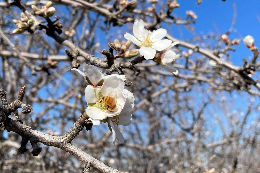 Sonora Bloom in Colusa County