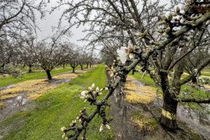 Wet Aldrich Bloom in Colusa County