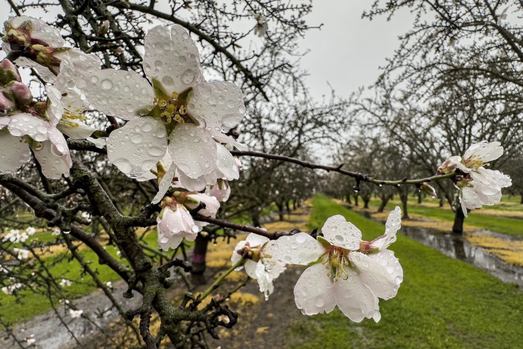 Wet Monterey Bloom in Colusa County