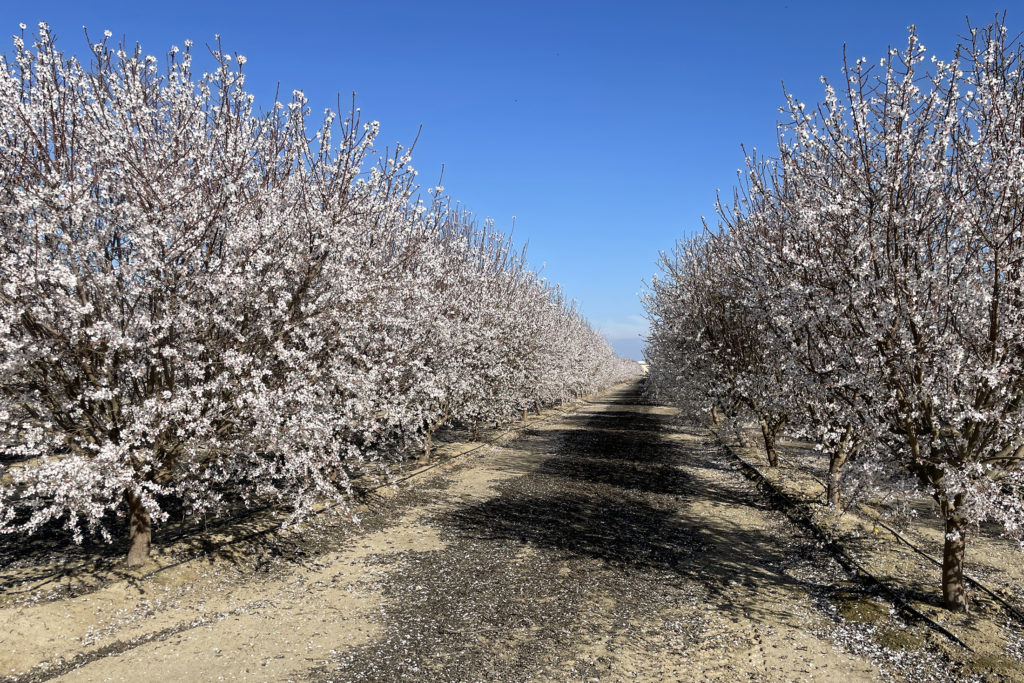 Butte and Padre Bloom Fresno County