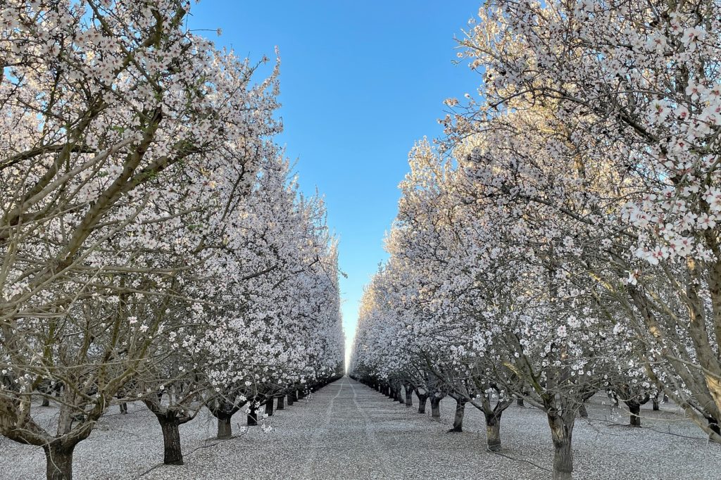 Butte and Padre Bloom in Hedge Pruned Orchard in Colusa County