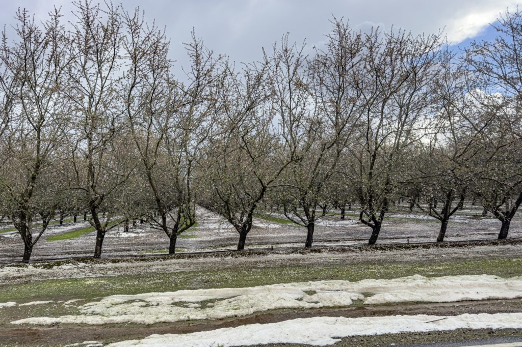 Drifting Hail and Petals South of Oakdale in Stanislaus County