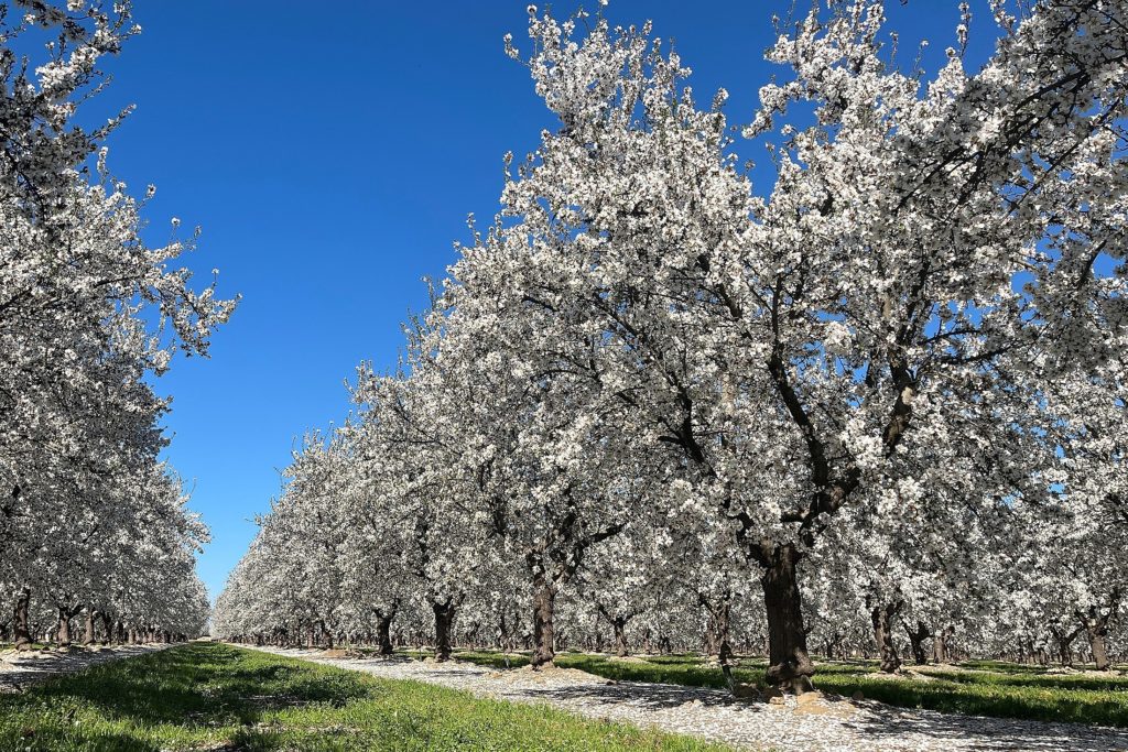 Independence Bloom in Central Stanislaus County