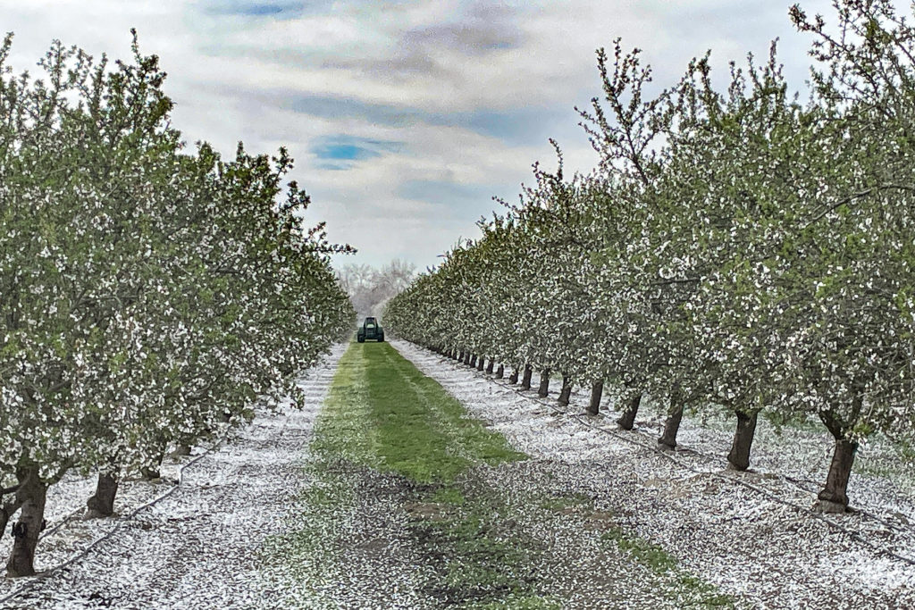 Independence Petal Fall and Jacket Stage in Madera County