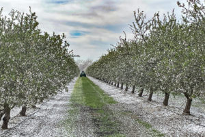 Independence Petal Fall and Jacket Stage in Madera County