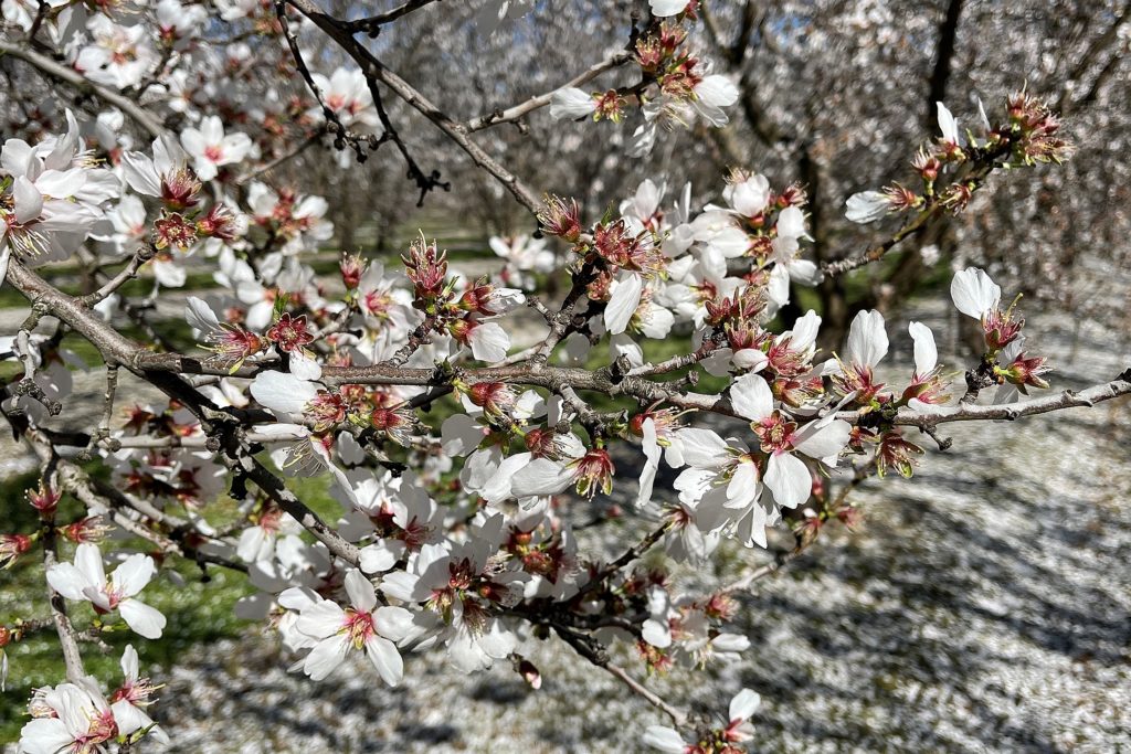 Monterey Petal Fall and Jacket Stage in Central Stanislaus County