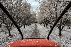 Tractor Seat View of Nonpareil and Aldrich Petal Fall in Central Stanislaus County