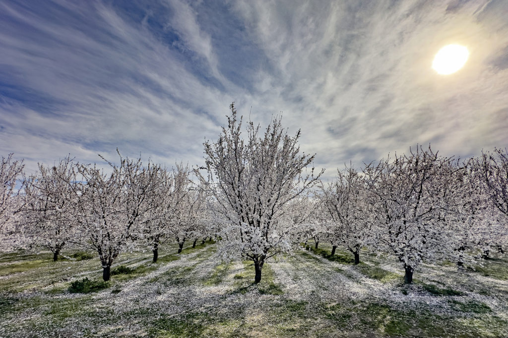 Vigorous Nonpareil-Aldrich-Nonpareil Bloom in Southeastern Stanislaus County