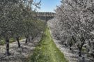 Weak Nonpareil Bloom with Relatively Strong Aldrich in Stanislaus County