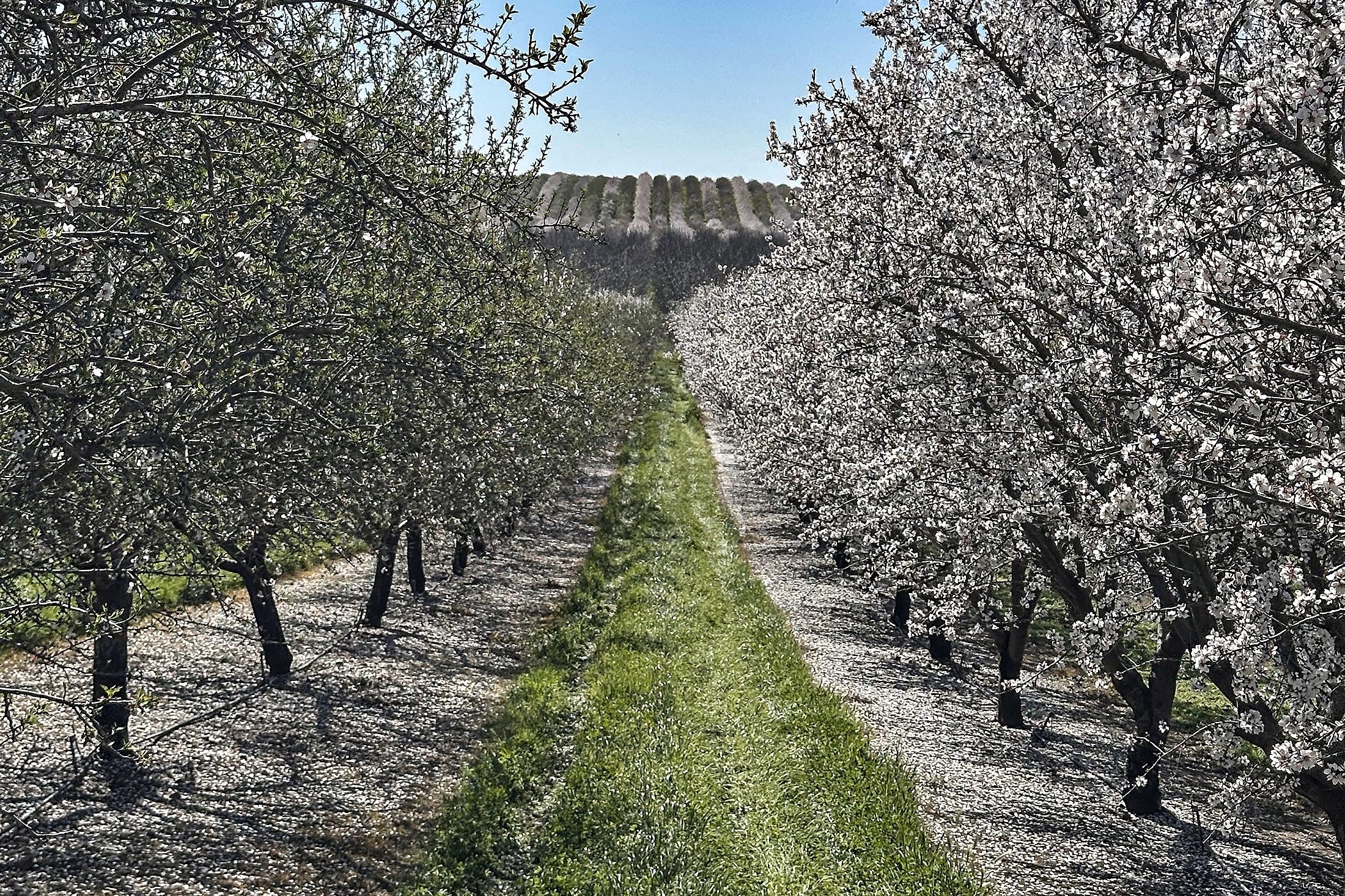 Weak Nonpareil Bloom with Relatively Strong Aldrich in Stanislaus County