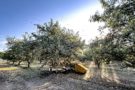 Shaking Nonpareil in Eastern Stanislaus County