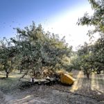 Shaking Nonpareil in Eastern Stanislaus County