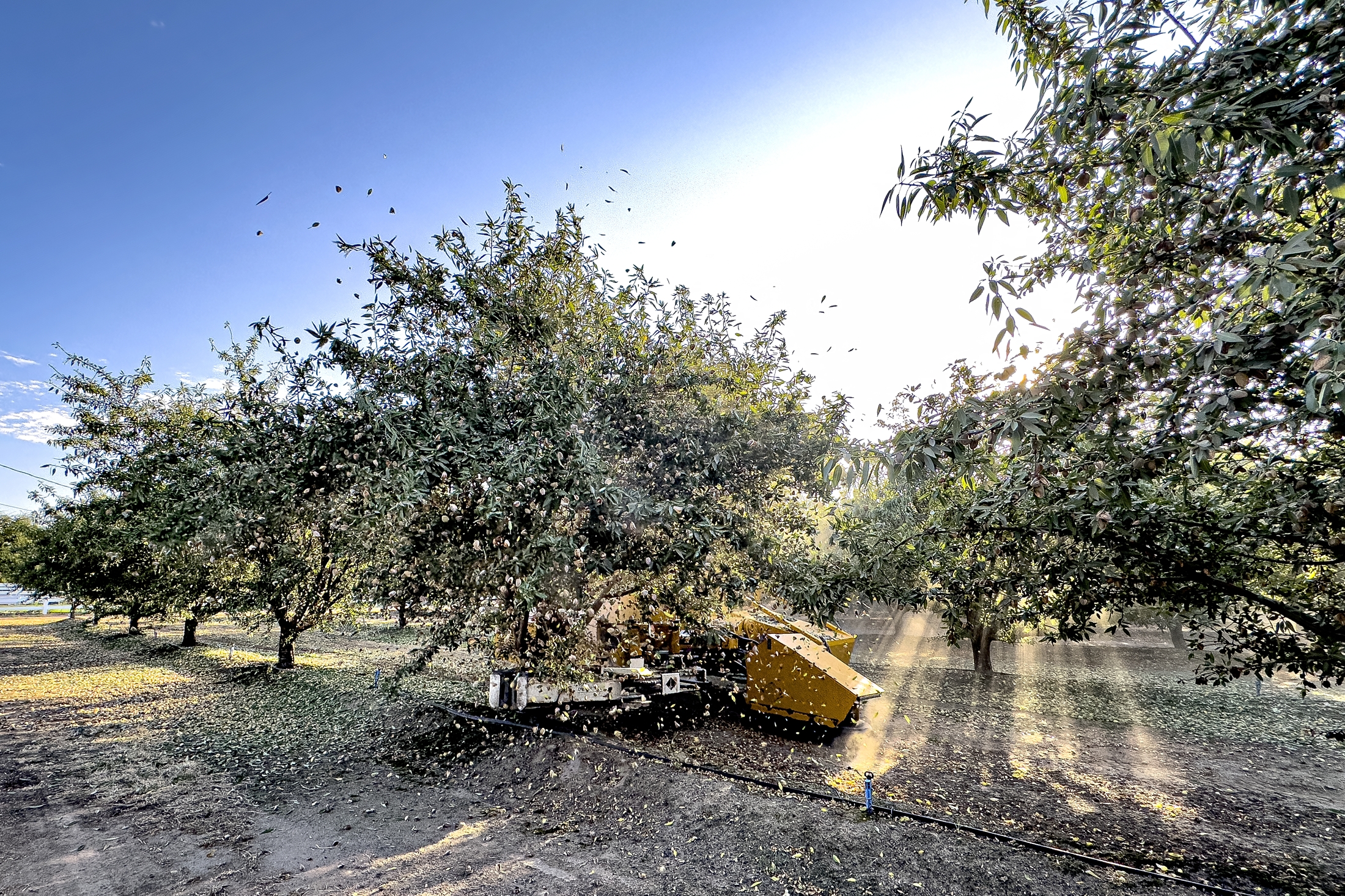 Shaking Nonpareil in Eastern Stanislaus County