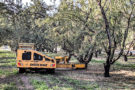 Shaking Monterey Almonds in Stanislaus County