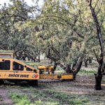 Shaking Monterey Almonds in Stanislaus County
