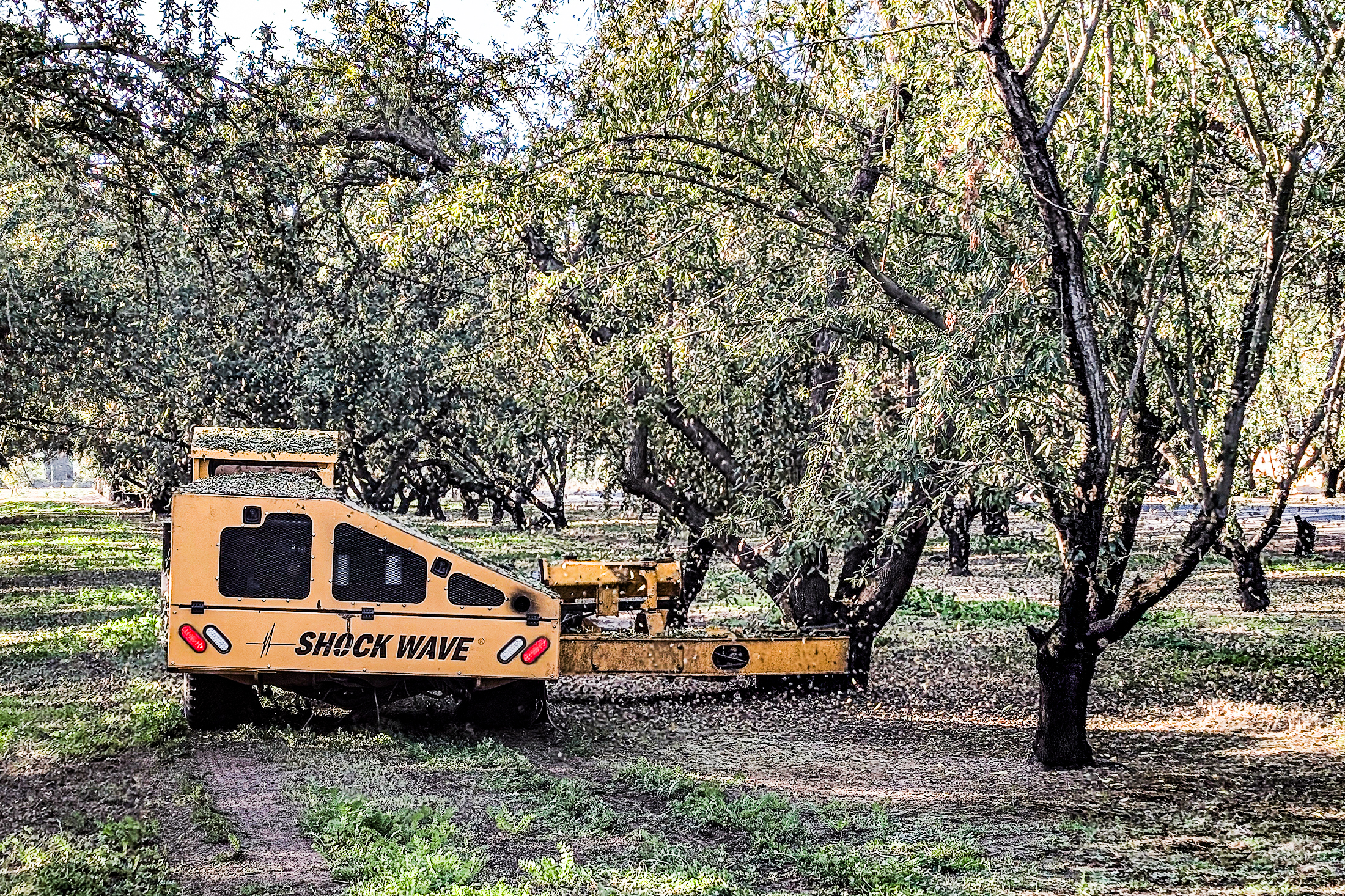 Shaking Monterey Almonds in Stanislaus County